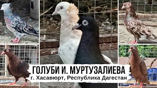 Иранские чёрные и Дагестанские мраморные голуби. Питомник И. Муртузалиева, г. Хасавюрт
