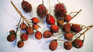 Is this a real Lychee Rambutan?