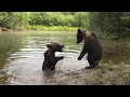 Orphaned bear cubs, July 16, OBRC