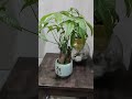 Shortvideo Ihavethisthingwithplants Monyplant