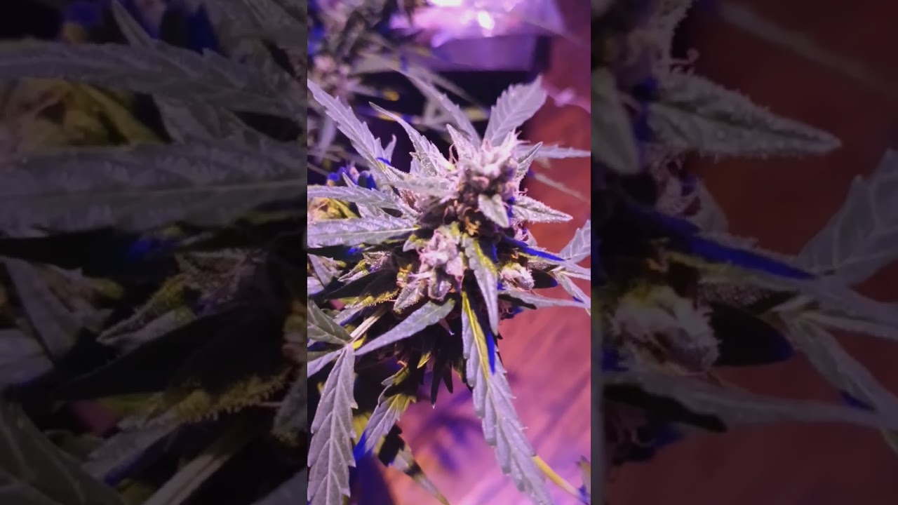 auto flower grow seedstockers big bud auto. Gaia green nutrients only.