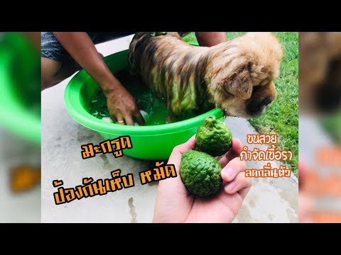 มะกรูดกำจัดเห็บหมัด ลดกลิ่นตัวน้องหมา