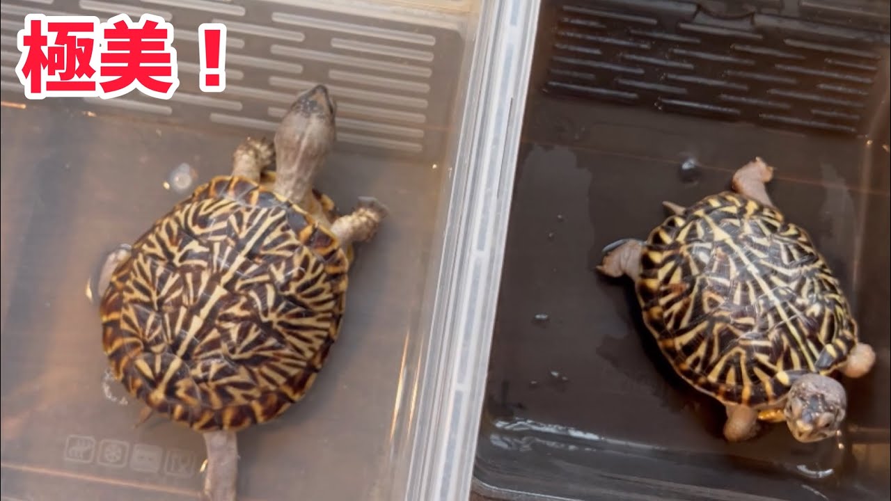 Kamezo's beautiful Northern Box Turtle - YouTube