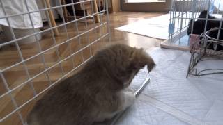 20150422小夏とベビーのチョコくん　３月４日生まれ