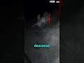 ¡Perros guardianes atacan en la noche y salvan las cabras!