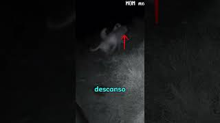 ¡Perros guardianes atacan en la noche y salvan las cabras!
