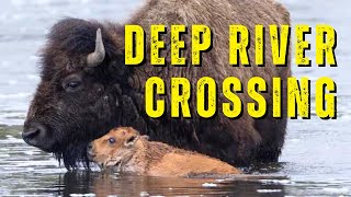Newborn Bison Swims Across the Madison River in Yellowstone