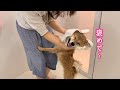 過去一の笑顔でシャンプー後のなでなでを要求してくる柴犬が可愛い
