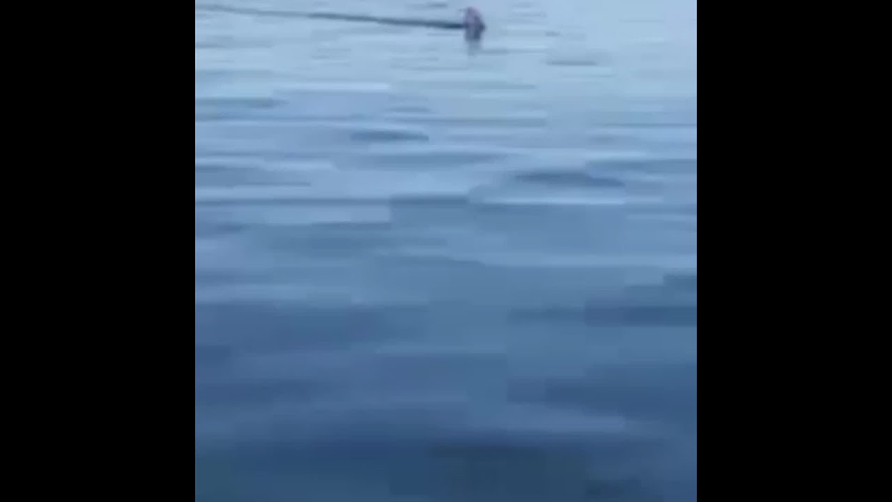 manchester united Video: Shark seen swimming in waters off Nubble Lighthouse