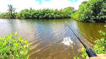 CÂU CÁ LÓC | quốc toản fishing | snakehead fishing