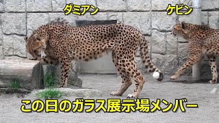 チータ　Cheetah この日のガラス展示場メンバー Cheetah(チーター) 多摩動物公園 - YouTube