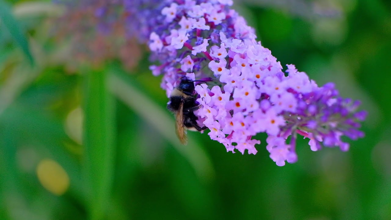 Foraging insects - YouTube