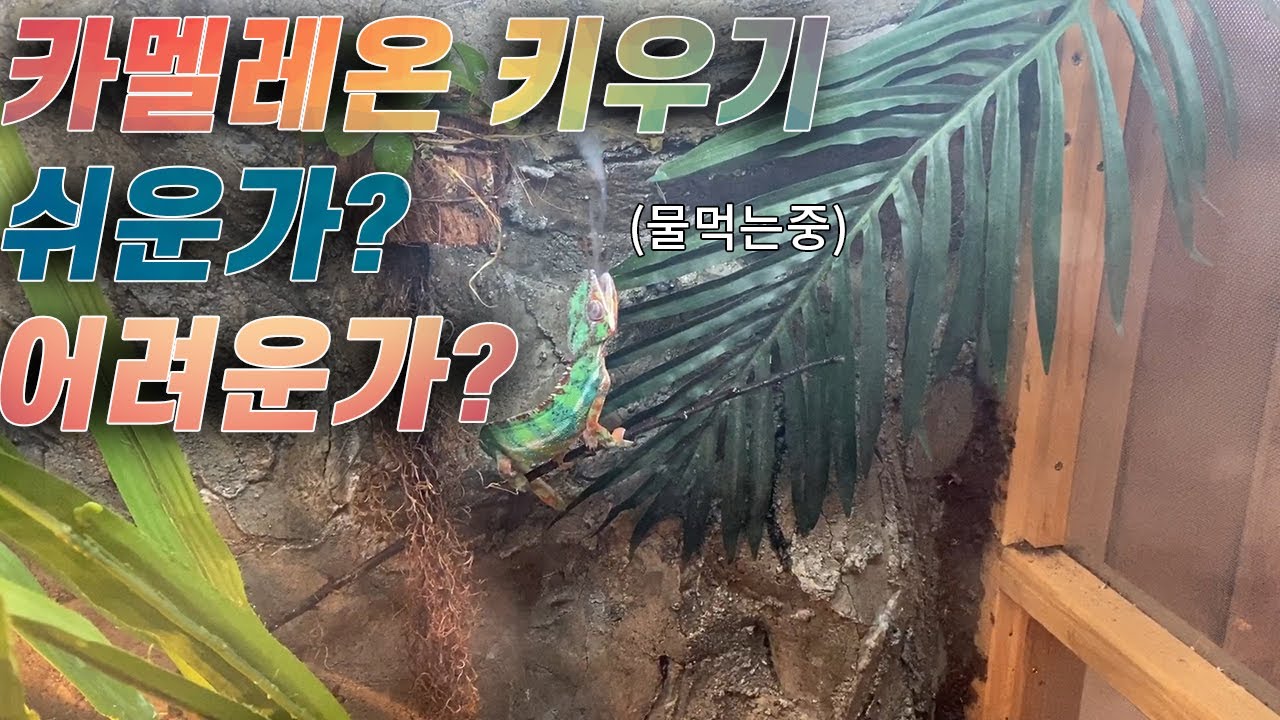 카멜레온 키우기! 어려운가 쉬운가 막장토론!