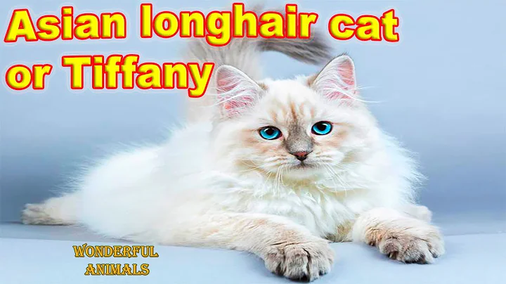 Watch the video about Asian longhair cat or Tiffany - fluffy, cute, playful and attractive cat / Compilation