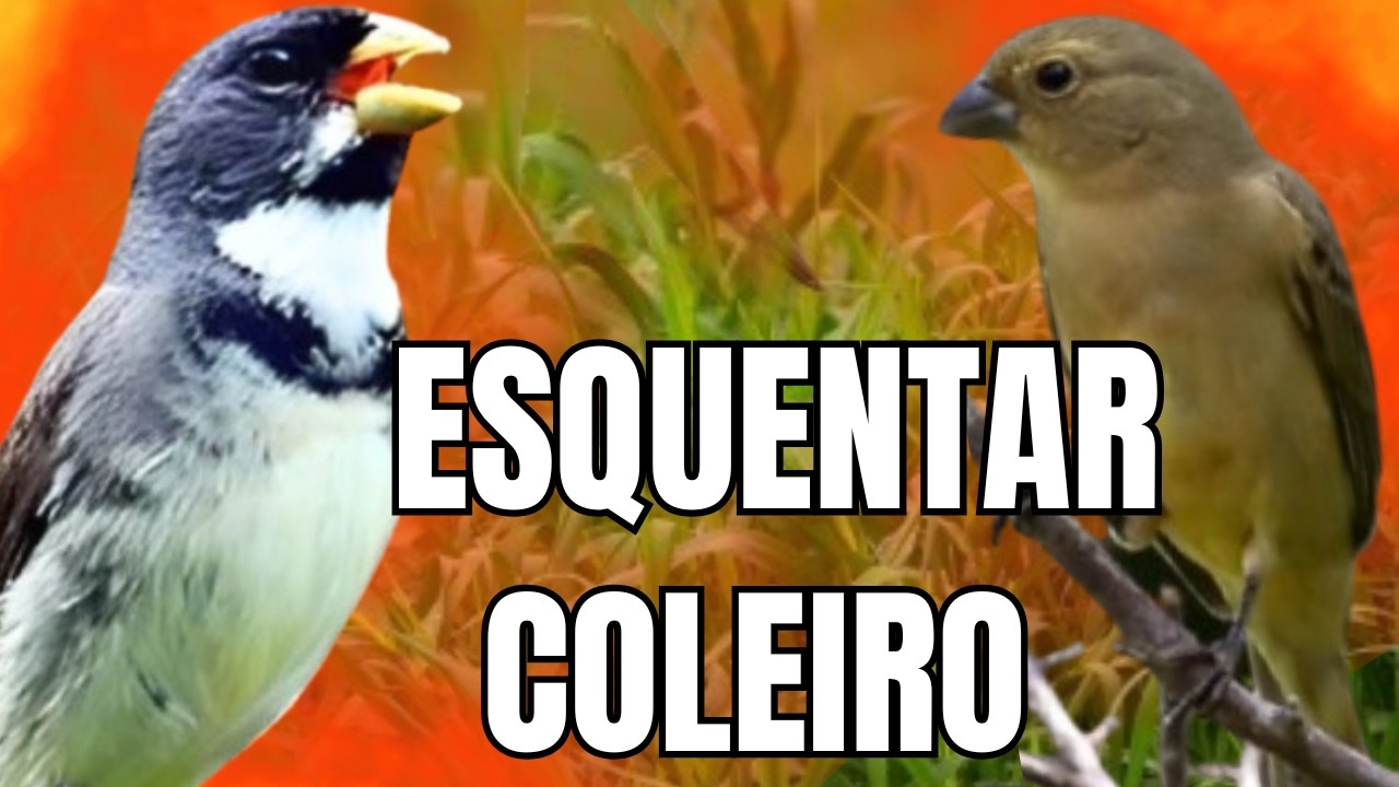 ESQUENTAR COLEIRO TUI TUI COM FÊMEA CHAMANDO E COLEIRO TUI TUI PARA ESQUENTAR COLEIRO TUI TUI