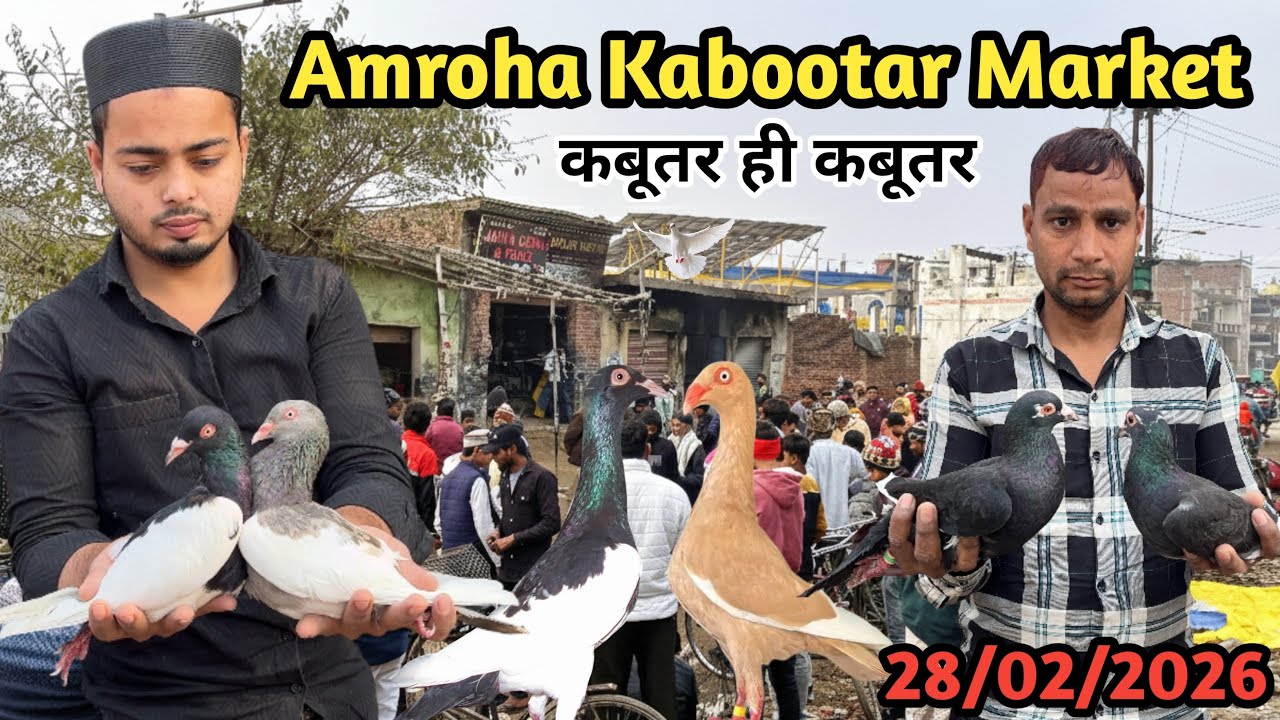Kabootar Markit Amroha 🕊️ 28-02-2026 अमरोहा कबूतर बाज़ार fancy,gola,madrasi,panjabi kabootar markit 