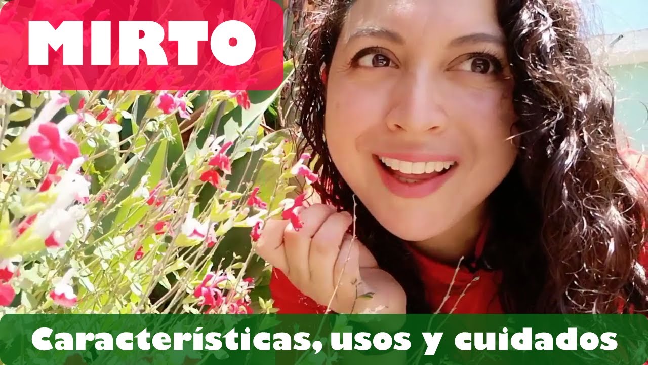 Mirto Chico: Características  y cuidados de la planta, usos culinarios y medicinales