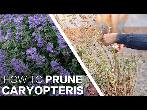 Video: Mám prerezávať caryopteris?