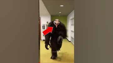 Evil Demon Monkeys Explained! 😱 • Temple Run 2