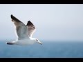 Carnival Sensation: Birds Sailing Along side the Cruise Ship.