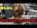 【初来店】家庭の事情でサロンに行けなくなり2年間で毛玉はフェルトでガチガチに