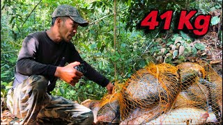41 Kg Cá Rừng Kinh Khủng Trúng Lớn Sau Những Cơn Mưa Đầu Mùa Big Fish fishing in the forest