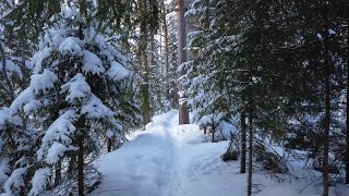 🌲❄️ Winter in a Taiga Forest (Boreal Forest) | ASMR Nature | Walking & Hiking ❄️🌲