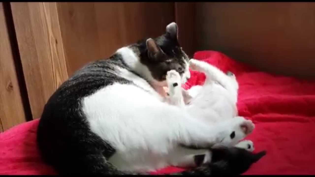 Cats Love/Hate relationship. - YouTube