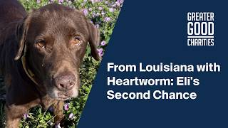 From Louisiana with Heartworm: Eli's Second Chance | Save a Heart