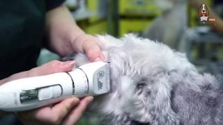 台灣 No.1 寵物美容品牌 Jack Morrison JM-168+充電式專業寵物電剪