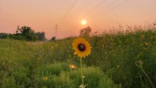 AI-Generated Golden Hour Summer Vibes 🌻✨ | March 2026 TikTok Trends Inspired | OpenArt Veo3 screenshot 4