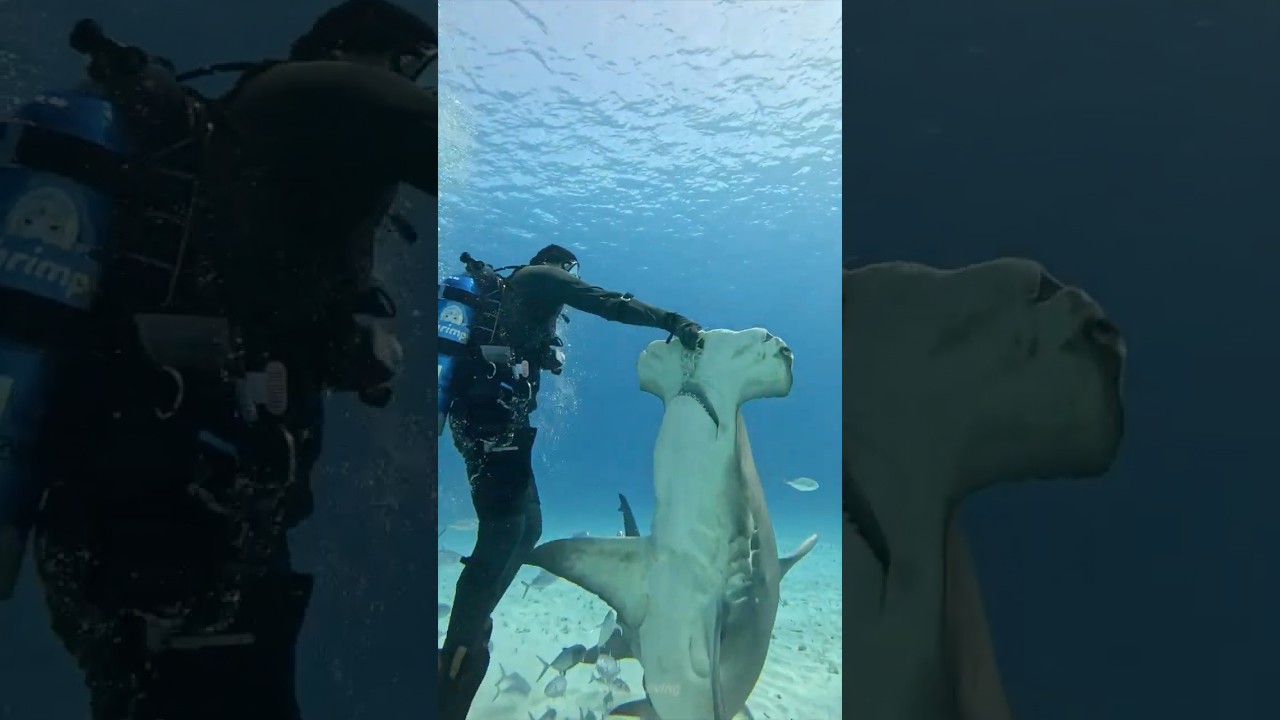 Swimming with a Massive Great Hammerhead Shark… in Cowboy Boots!