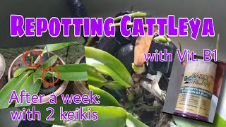 Repotting Cattleya with Vit B1: After a week update - with 2 keikis || Jens Mini Garden