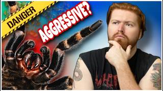 Debunking the Most Common Tarantula MYTHS! How Do Tarantulas Eat These Are The Most Common Misconceptions