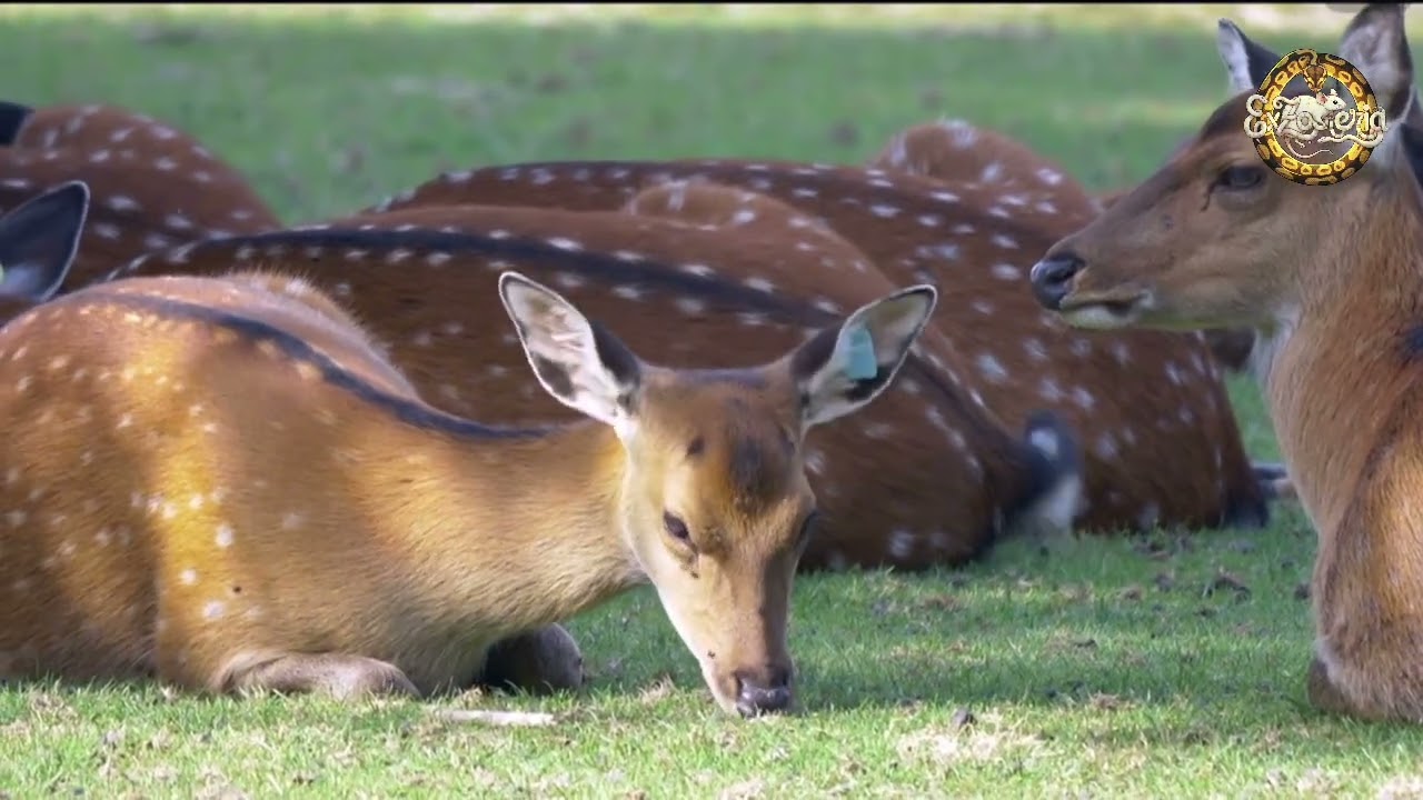 Kid-Friendly Fact about Deer! 