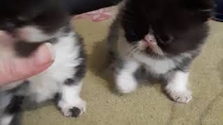 ПЕРСИДСКИЕ КОТЯТА. ЭКЗОТЫ. Милейшие пушистые создания на планете Земля. Персидские котята. ПЕРСИДСКИЕ КОТЯТА. ЭКЗОТЫ. Милейшие пушистые создания на планете Земля. Персидские котята.