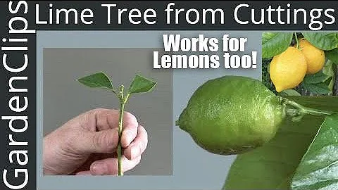 How to Grow Lime Trees from Clippings - Easy fast way to grow Lime Trees & Lemon Trees from Cuttings