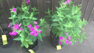 牧園特産品販売所8月の花20200731
