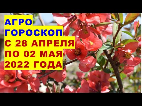 Video: Сары чачты оңдоонун 3 оңой жолу