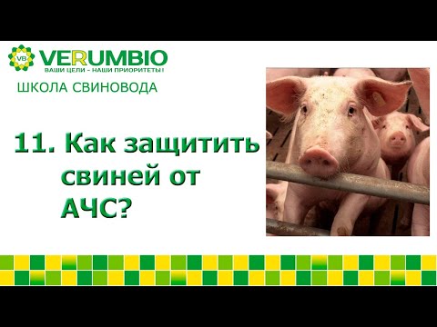 Африканская чума  свиней. Как защитить животных?