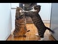 Day With Cats in 4 Minutes