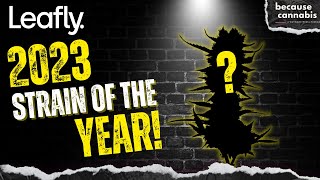 Download Lagu Leafly 2023 Cannabis Strain of the Year Announcement MP3