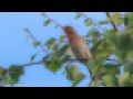 Punavarpunen 2015 06 24 D7100