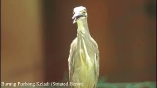 Burung Puchong Keladi (Striated Heron) ...