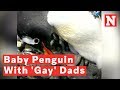 Gay penguin couple become parents after hatching first foster chick