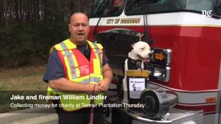 Survivor Rescued Hanahan Fire Station Dog Has Become World Famous