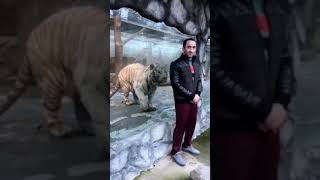 hawwwww 😱😱😱😱😱😱 #shorts #animal #tiger