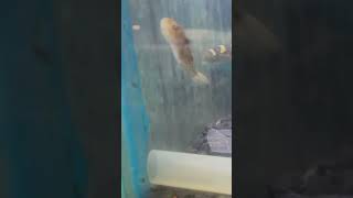 Puffer Fish   fish  aquarium Fish  puffer Fish