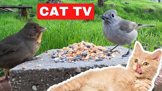 The Best Bird Video EVER for Cats by Cat Entertainment 1,363 views 1 year ago 25 minutes