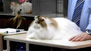 Fluffy Persian at a Cat Show by Silver Cross Fox 375,241 views 14 years ago 1 minute, 59 seconds
